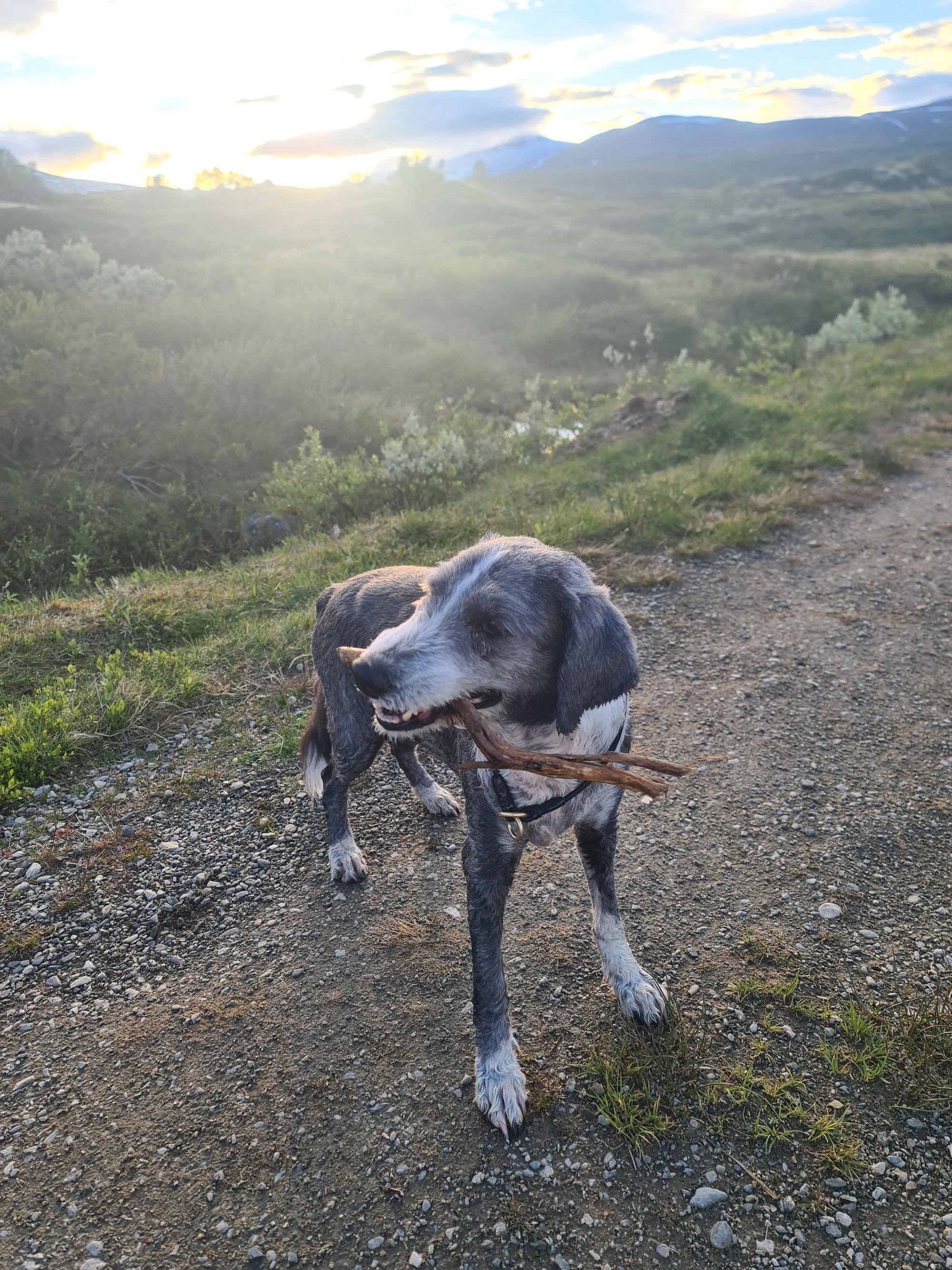Nosen100 50k Race Report