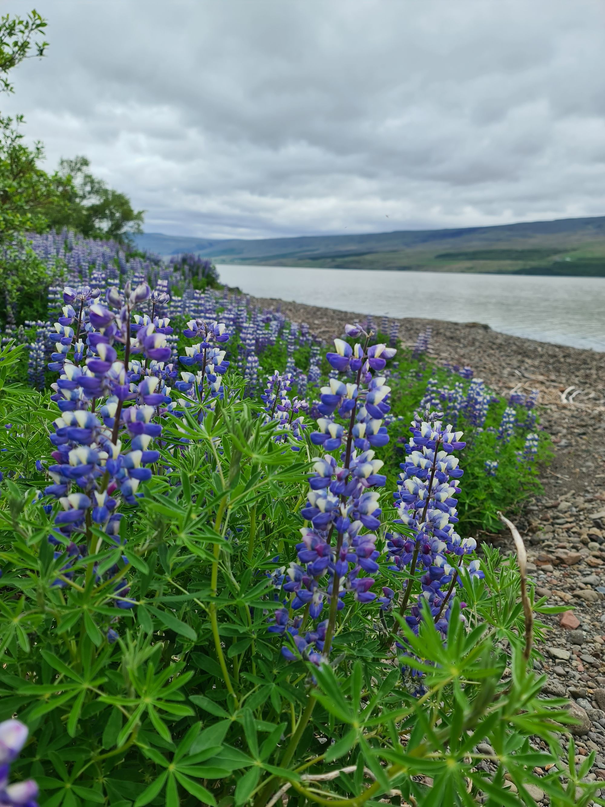Dyrfjallahlaup 50 k Race Report